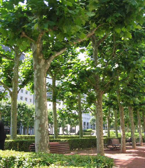 plane-tree