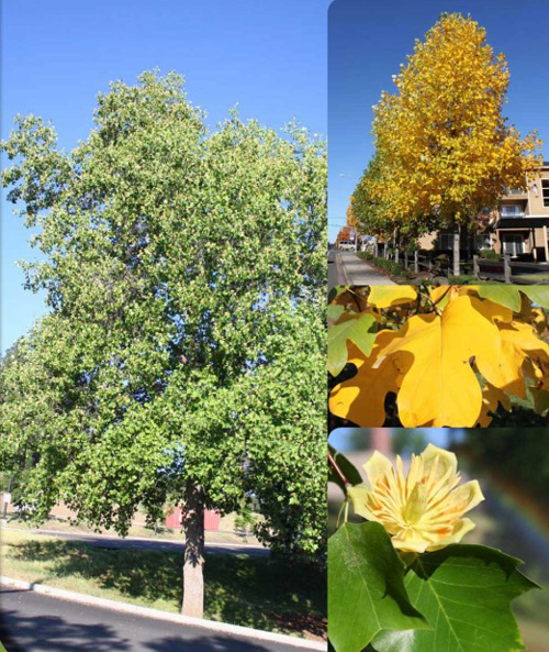 tulip-tree